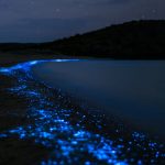 Evolusi Bioluminesensi: Bagaimana Cahaya Membantu Kehidupan