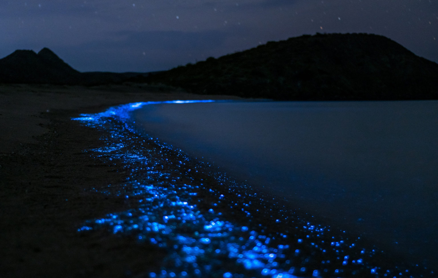 Evolusi Bioluminesensi: Bagaimana Cahaya Membantu Kehidupan